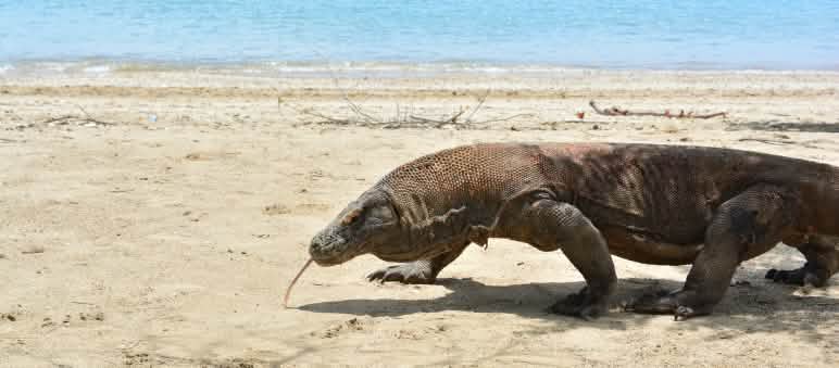 Uno de los últimos dragones de Komodo Un dragón de Komodo camina por la arena