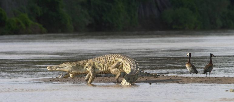 Cocodrilo