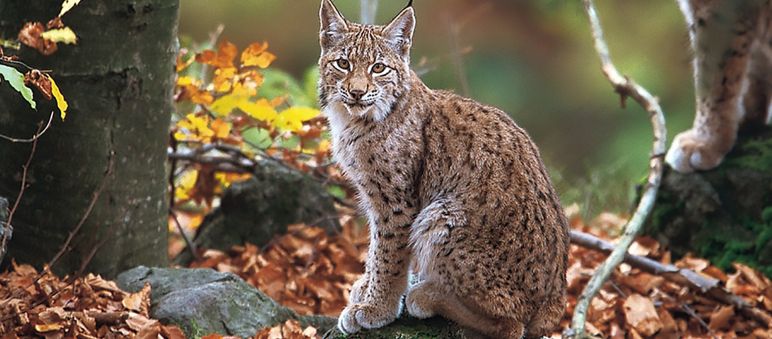 Lince balcánico en el bosque