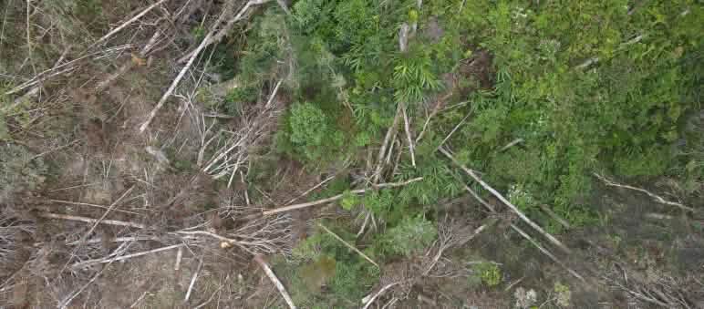 Deforestación para la mina de níquel PT Vale