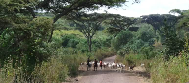Indígenas masái con un rebaño de cabras por un sendero que atraviesa un bosque ralo