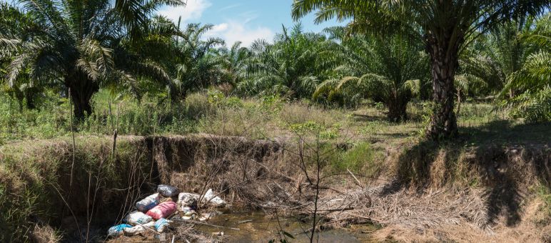 Palma aceitera y agujero con basura y contaminación