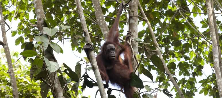 Orangután en un árbol