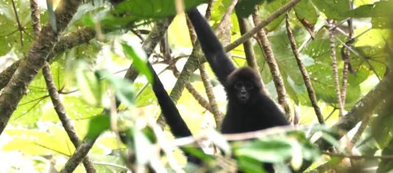 Mono Ateles (Ateles fusciceps ssp. fusciceps) en Los Cedros, Ecuador
