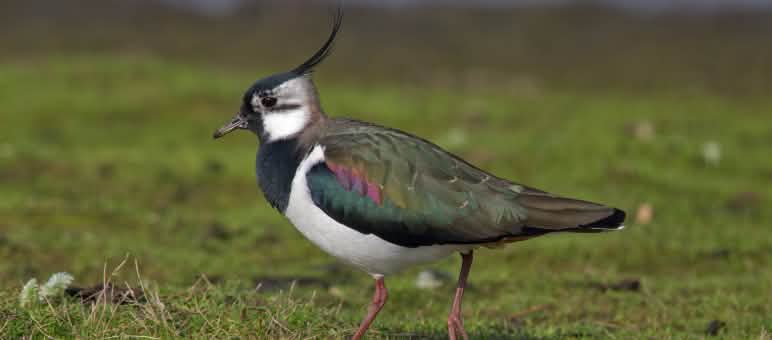 Aves europeas como la avefría tendrán más posibilidades de supervivencia Tero