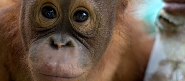 Primer plano de la cara de un joven orangután