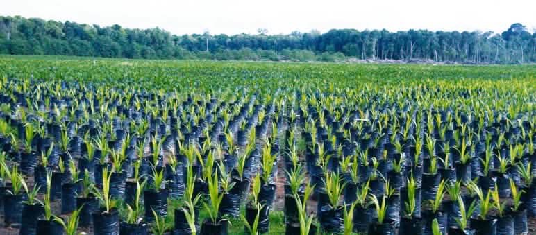 Miles de plántulas de palma aceitera listas para nuevas plantaciones de palma aceitera en la selva tropical Plantación de palma aceitera en Borneo, Indonesia
