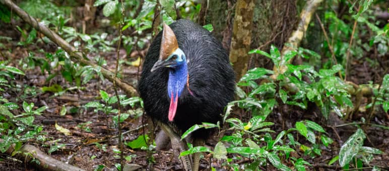 Ave casuario en la selva de Daintree, Australia