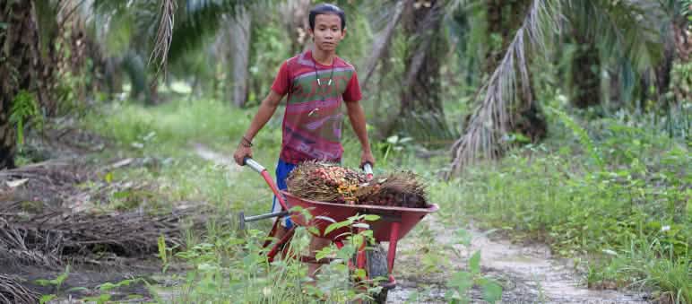 Muchacho empujando una carretilla con frutos de palma aceitera