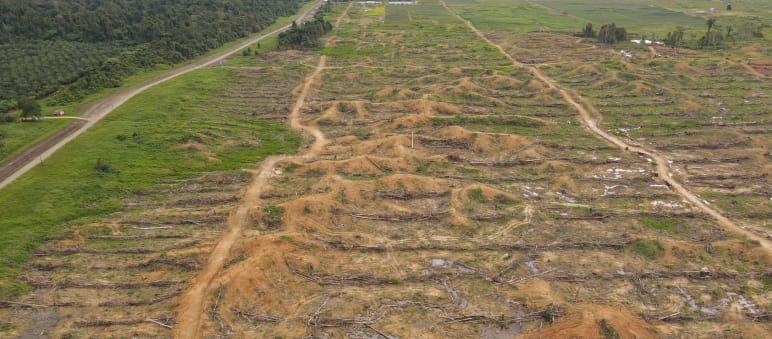 Deforestación en Sorong, Papua Occidental, por la empresa IKSJ