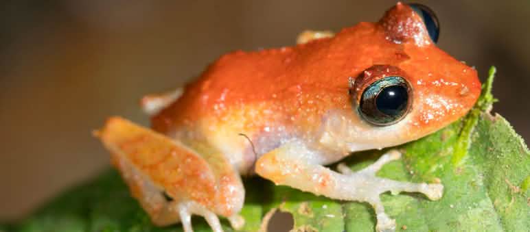 Rana de lluvia o Pristimantis