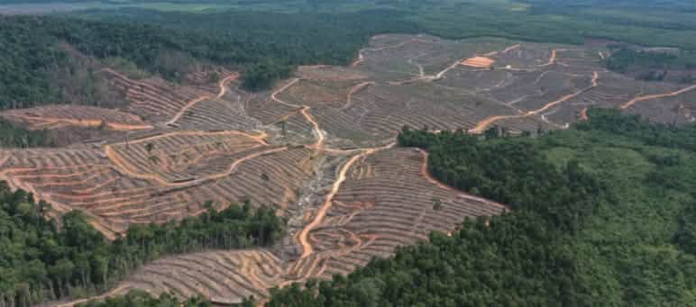 Vista aérea de una plantación maderera en las colinas