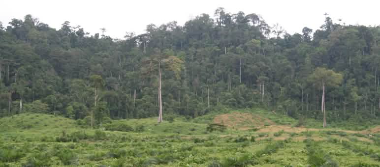 Plantación de palma aceitera en Ecuador se expande sobre la selva
