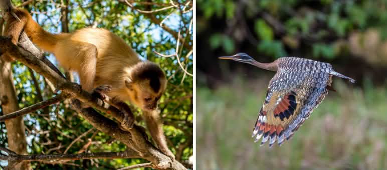 Collage Biodiversidad Brasil: a la izquierda, mono capuchino, a la derecha, pavito de agua.