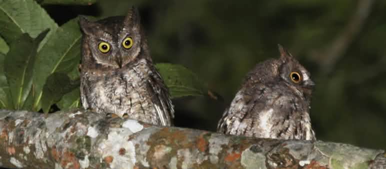 Otus