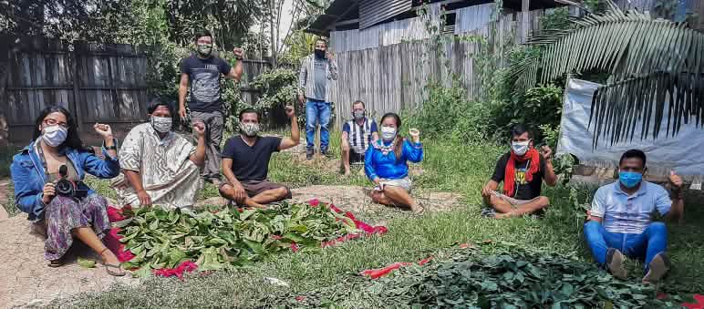 Comando Matico Indígenas preparan plantas para uso medicinal