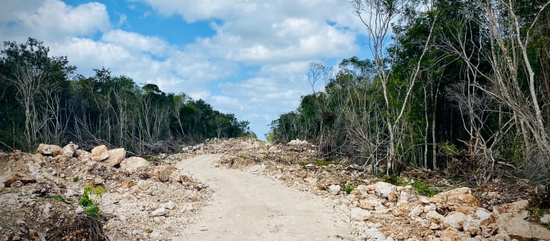 Sí se deforestó y así se ve la deforestación a lo largo de cientos de kilómetros Deforestación para construir las vías del Tren Maya