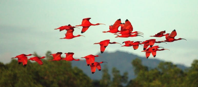 Ibis escarlata, especie en peligro de extinción. En la isla tropical protegida de Cajual, en Brasil, hay importante colonia de cría. Justo donde se pretende construir el puerto para la exportación Un grupo de aves de la especie ibis escarlata en pleno vuelo