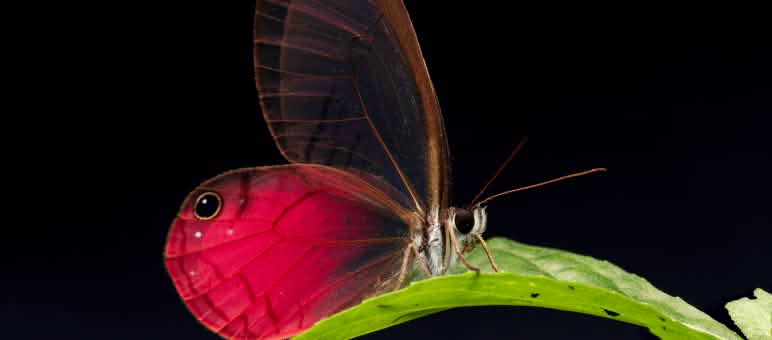 Mariposa Cithaerias pireta, que habita en el bosque protector Los Cedros, posada sobre una hoja, con fondo negro