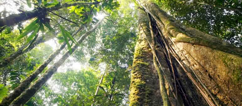 Selva amazónica Los árboles robustos forman una cobertura espesa