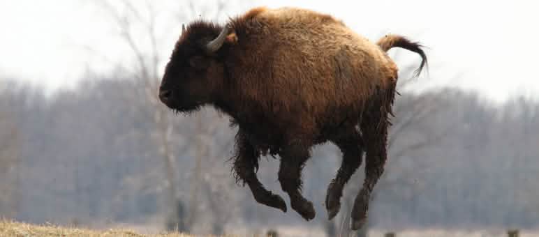 Salvado el hábitat de bisontes y caribús Bisonte