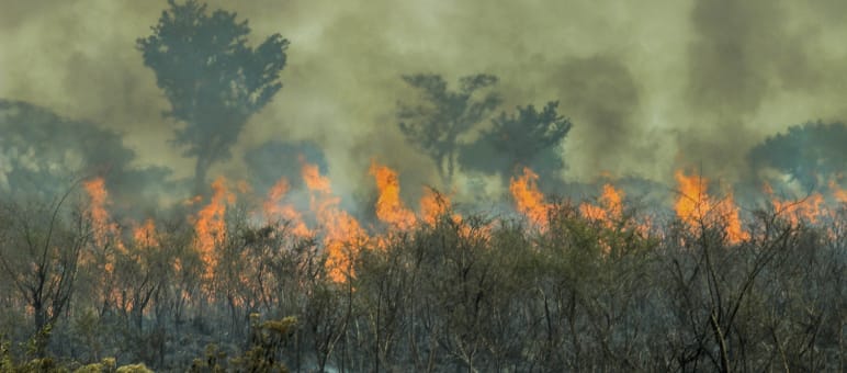 Fuego en la selva amazónica de Brasil Incendios en la amazonía de Brasil