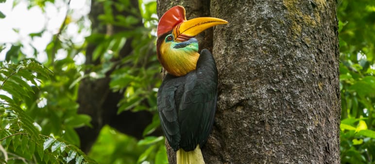 Cálao de casco en Sulawesi, reposando en un tronco de árbol. Al fondo se ve la vegetación.
