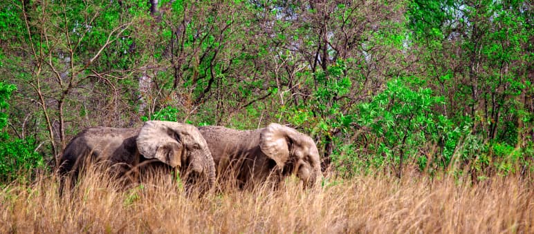 Mayor protección para los elefantes Dos elefantes africanos en el Parque Nacional de Mole, Ghana