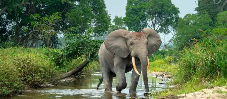Elefante africano caminando en un río con bosque a ambas orillas