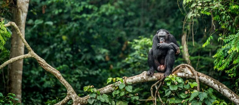 Bonobo encaramado en la rama de un árbol en la República Democrática del Congo