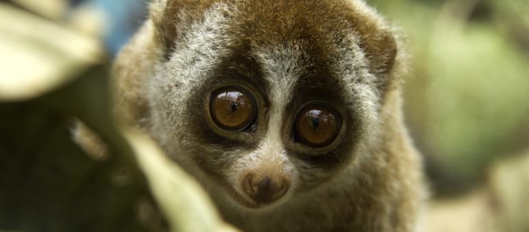 Severamente amenazados de extinción