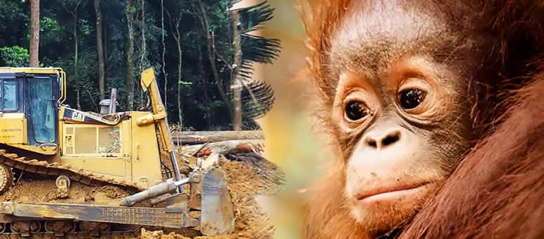 Un oranguntan mira desesperado como una excavadora destruye la selva
