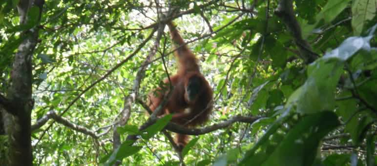 Un orangután en un árbol