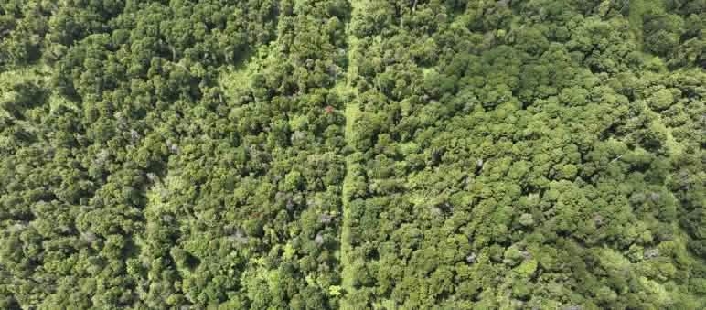 Foto tomada con dron de un bosque de turbera