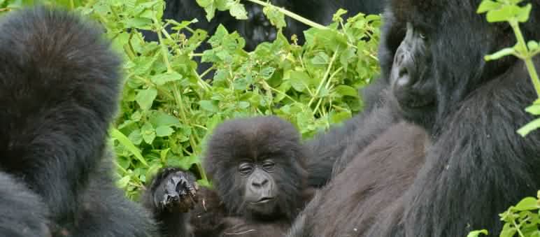 Gorilas en el Parque Nacional Virunga