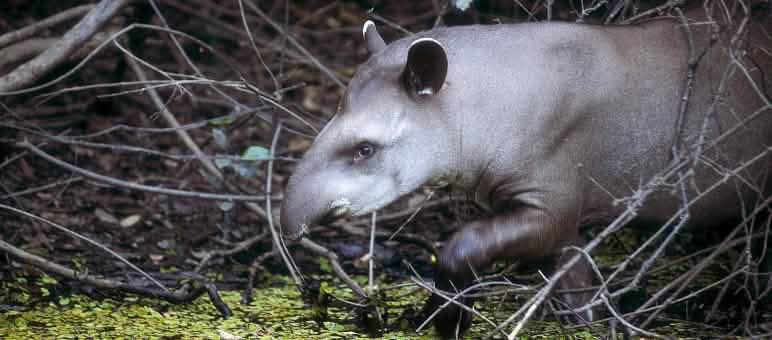 Tapir, Brasil