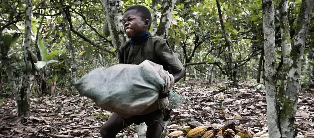El trabajo infantil en las plantaciones de cacao es habitual Trabajo infantil en plantación de cacao, Costa de Marfil