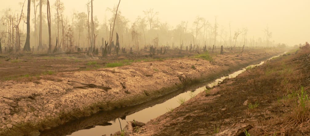 Turbera deforestada para el proyecto de 1 millón de hectáreas de arroz en Kalimantan Central