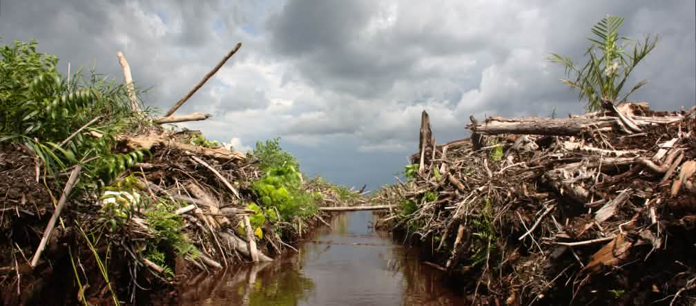 Dinero alemán para deforestar Indonesia