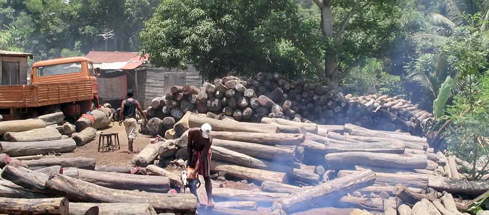 Maderas tropicales nobles taladas ilegalmente cerca del Parque Nacional Masoala en Madagscar
