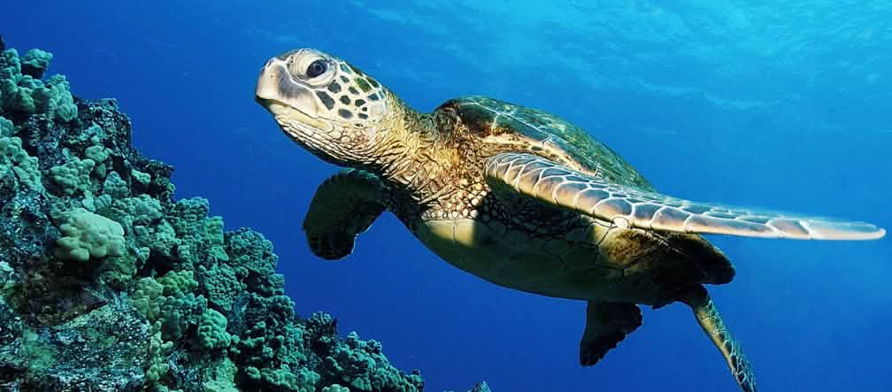 La tortuga verde amenazada
