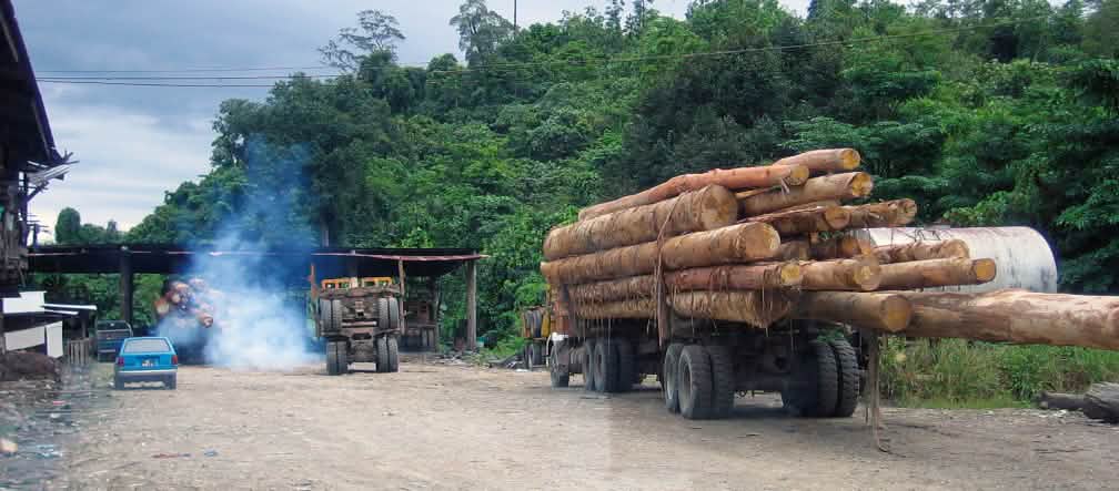 Madera ilegal en Sabah (Foto: BMF)