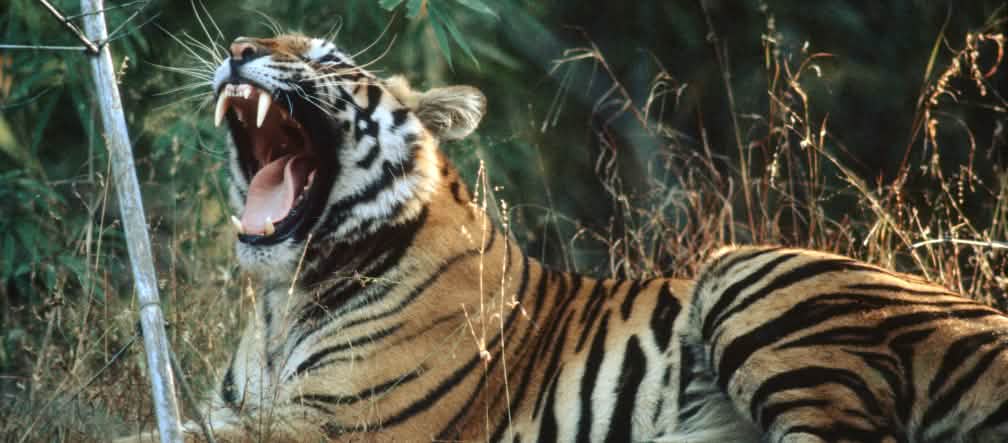 Los tigres necesitan amplias riveras para encontrar presas. Foto: D. Mukherjee / Greenpeace