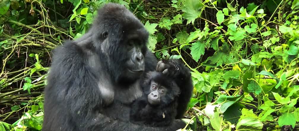 Familia de gorilas en el Parque Nacional Virunga