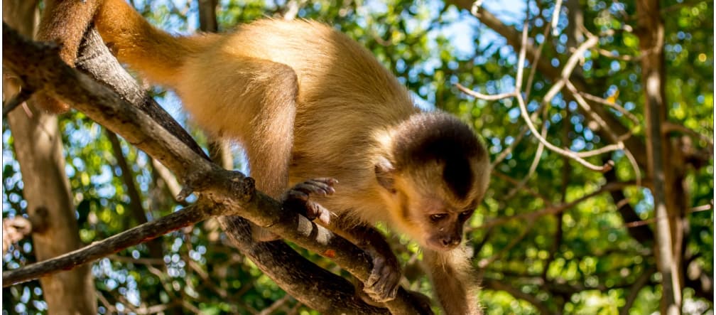 Un mono capuchino trepa por una rama