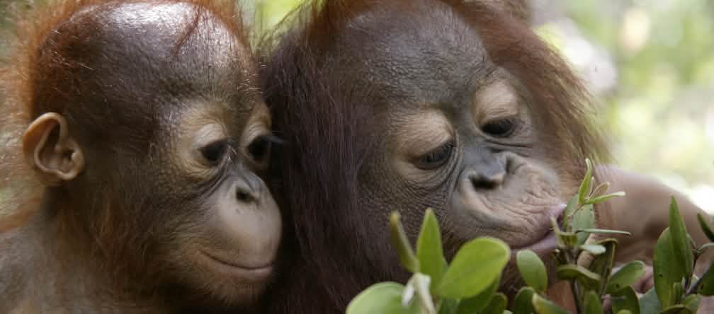 Los orangutanes están extremadamente amenazados en Sumatra
