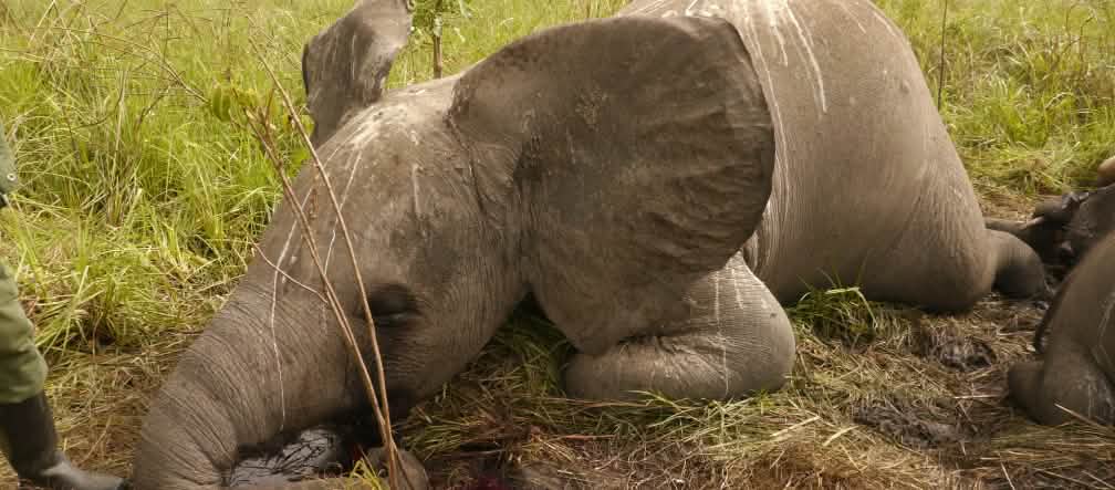 Elefantes en Afrika: bandas criminales a la caza (Foto: Nuria Ortega/African Parks Network) Elefante víctima de la caza furtiva