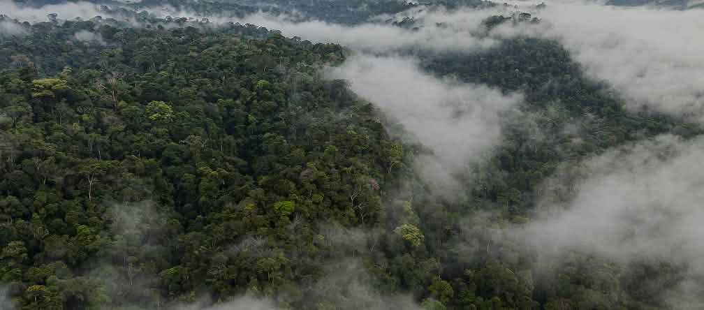 Vista aérea del Parque Nacional Yasuní con niebla