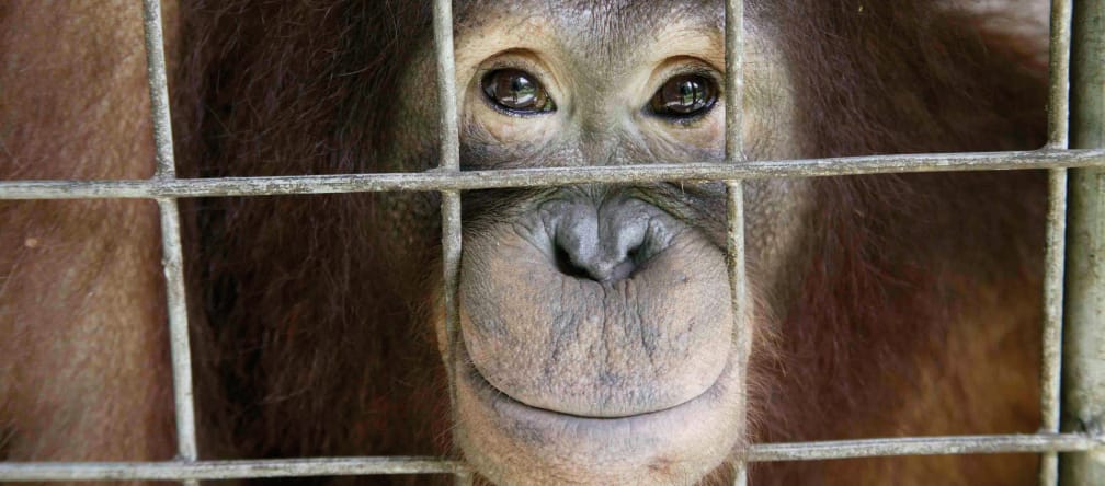 Orangután mirando a través de los barrotes de una jaula