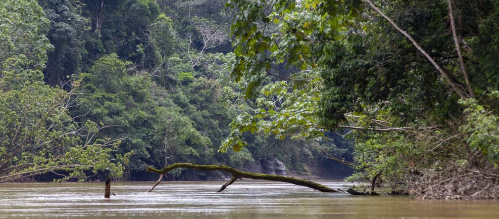 Vista de la vegetación y río en el Parque Nacional Yasuní